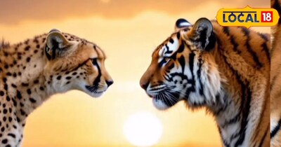 वीरांगना रानी दुर्गावती टाइगर रिजर्व में बाघ और चीते होंगे आमने-सामने