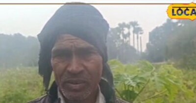 Papaya Farming Success: Farmer Earns Lakhs, Learns Costly Lesson
