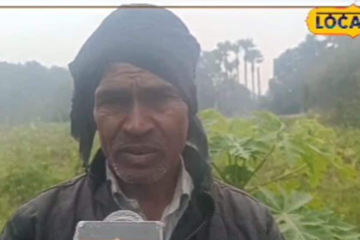 Video: पपीता की खेती से लखपति बनने का सीक्रेट! किसान से सीखें सिंचाई खाद और बंपर पैदावार के स्मार्ट ट्रिक