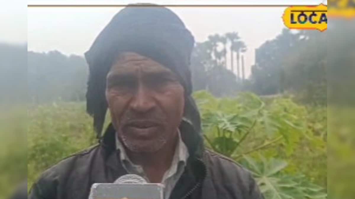 Video: पपीता की खेती से लखपति बनने का सीक्रेट! किसान से सीखें सिंचाई, खाद और बंपर पैदावार के स्मार्ट ट्रिक