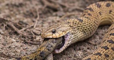 ये सांप अपनी प्रजाति के दुश्मन.