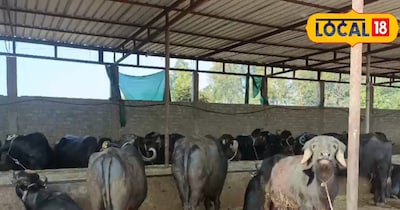 गर्मी में भैंस पालन टिप्स.