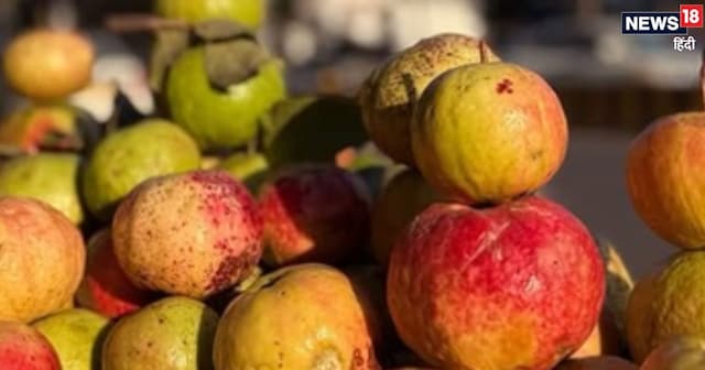 সুরখা আমরুদ খাওয়ার উপকারিতা: প্রয়াগরাজের এই ফলটি স্বাস্থ্যের জন্য অলৌকিক।