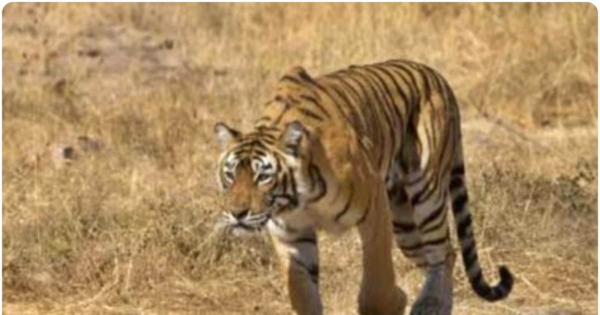 खेतों में घात लगाए बैठा है खूंखार शिकारी, बाघ ने एक ही रात में 5 बछड़ों को मारा, डर से घरों में कैद हुए लोग