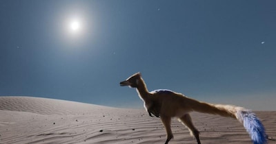 अलनाशेट्री सेरोपोलिसिएंसिस का इलस्ट्रेशन. (क्रेडिट: गैब्रियल डियाज़ यानटेन)