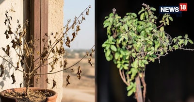 अगर आप तुलसी में रोज जल चढ़ाते हैं, तो कोशिश करें कि बहुत ज्यादा जल न चढ़े. मिट्टी में सिर्फ नमी होनी चाहिए, जलभराव नहीं.