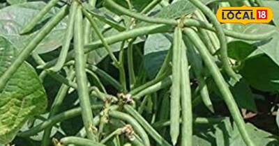 Cultivate Urad Now: Bumper Harvest, Lakhs in Profit with Less Water