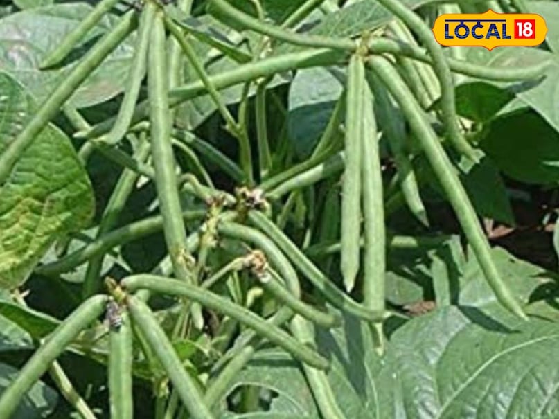 उड़द की खेती का सबसे बड़ा फायदा यह है कि यह कम पानी और कम देखरेख में तैयार हो जाती है. यह मिट्टी की उपजाऊ शक्ति को भी बढ़ाती है, जिससे अगली फसल की पैदावार भी अच्छी होती है. अगर आप गेहूं की कटाई के बाद खेत को खाली नहीं छोड़ते, तो उड़द आपकी आमदनी बढ़ाने का सबसे सरल जरिया है.