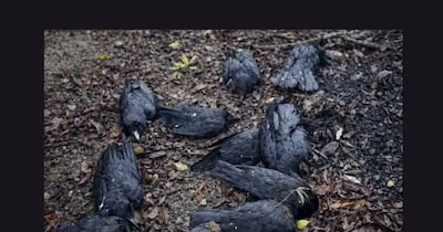 भागलपुर के नवगछिया में मृत कौओं में बर्ड फ्लू की पुष्टि, प्रशासन हाई अलर्ट पर