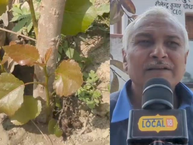 कार्बन क्रेडिट से बढ़ेगी किसानों की कमाई, पेड़ लगाकर मिलेगा अतिरिक्त मुनाफा