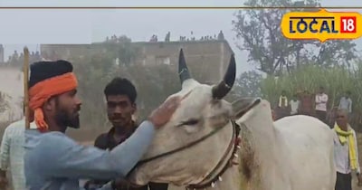 बालाघाट में बैलों की दौड़