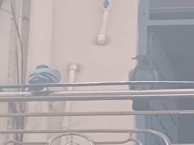 नागौर के डेगाना में ‘पंखों वाला चोर’! कबूतर उड़ा ले गया 1 लाख की सोने की चेन