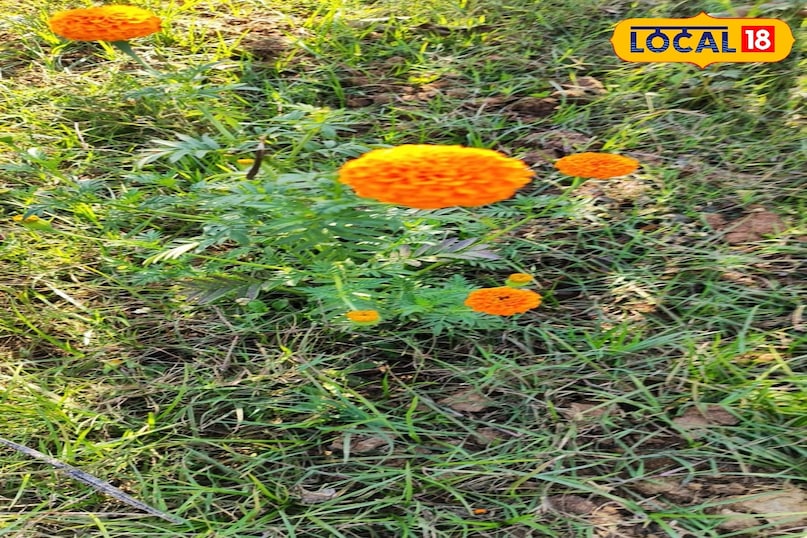 सक्सेस स्टोरी