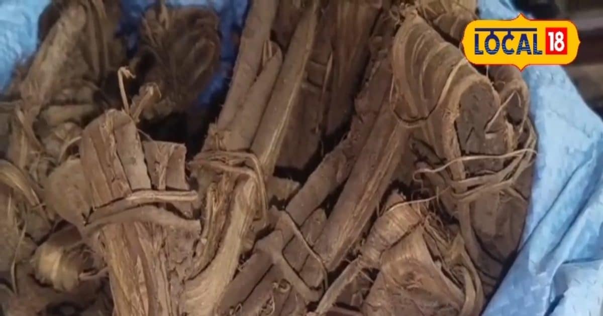 दांतों और मसूड़ों को ‘वज्र’ जैसा मजबूत बना देगी इस मेवे की छाल! इस्तेमाल करना बेहद आसान, यहां जानें तरीका