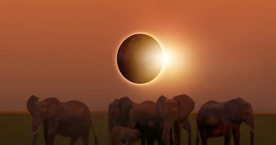 जानवरों की दुनिया का बेहद अलग है नियम (इमेज- फाइल फोटो)