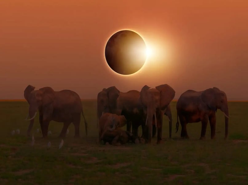 animals in solar eclipse