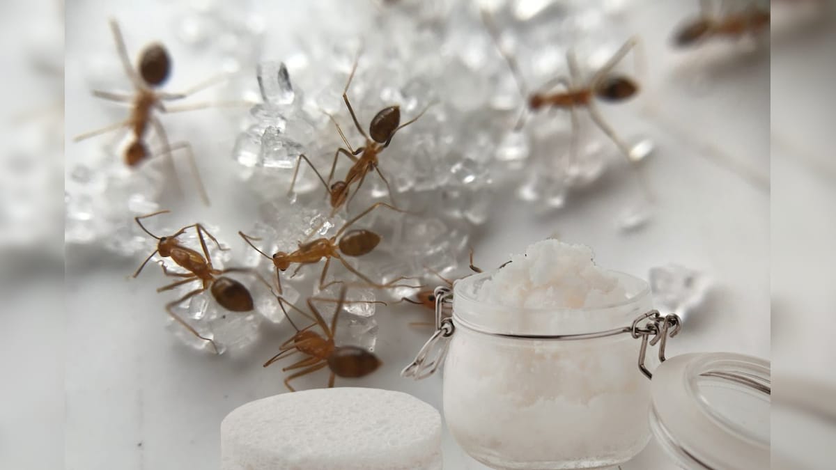 चीनी के डिब्बे में घुस गई हैं चींटियां? मात्र ₹5 की यह चीज कर देगी काम तमाम, मिनटों में खाली हो जाएगा डिब्बा