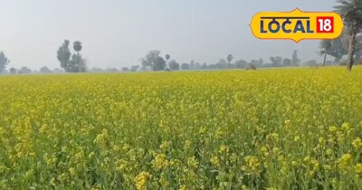 सरसों की फसल पर माहू कीट का प्रकोप