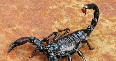 बिच्छू की मौत का रहस्य: क्या उसे पहले से पता चल जाता है अपनी मौत का?