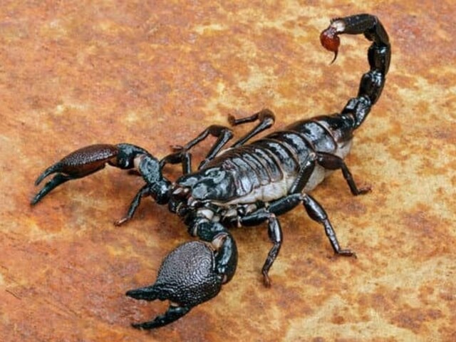 क्या आप जानते हैं कि वह कौन सा जानवर है जिसे अपनी मौत के बारे में पहले से पता चल जाता है?