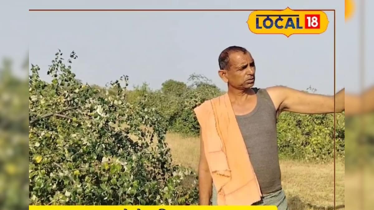 Success Story: 5 बीघा खेत और 2.5 लाख की कमाई! दौसा के किसान ने बेर की खेती को बनाया 'हल्कारा' ब्रांड; कलेक्टर भी हुए मुरीद