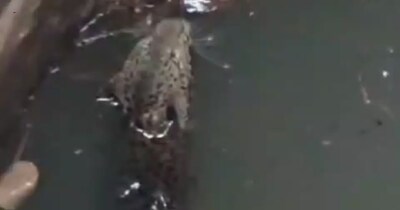 उदयपुर के भींडर में कुएं से लेपर्ड का रेस्क्यू