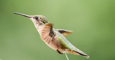 बॉडी वेट लाइट रखने के लिए स्टोर नहीं करती पानी (इमेज- फाइल फोटो) 