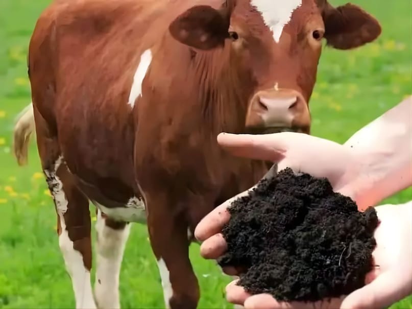 Karnataka Cow Dung, cow dung export, गोबर निर्यात, cow dung products, गोबर उत्पाद, organic fertilizer export, जैविक खाद निर्यात, biogas from cow dung, गोबर से बायोगैस Karnataka Cow Dung, cow dung export, गोबर निर्यात, cow dung products, गोबर उत्पाद, organic fertilizer export, जैविक खाद निर्यात, biogas from cow dung, गोबर से बायोगैस