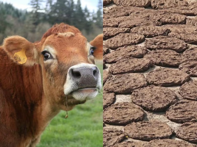 Karnataka Cow Dung, cow dung export, गोबर निर्यात, cow dung products, गोबर उत्पाद, organic fertilizer export, जैविक खाद निर्यात, biogas from cow dung, गोबर से बायोगैस Karnataka Cow Dung, cow dung export, गोबर निर्यात, cow dung products, गोबर उत्पाद, organic fertilizer export, जैविक खाद निर्यात, biogas from cow dung, गोबर से बायोगैस