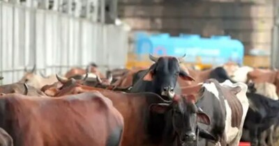 जयपुर में कथित गोवंश हत्या का मामला जांच में झूठा निकला