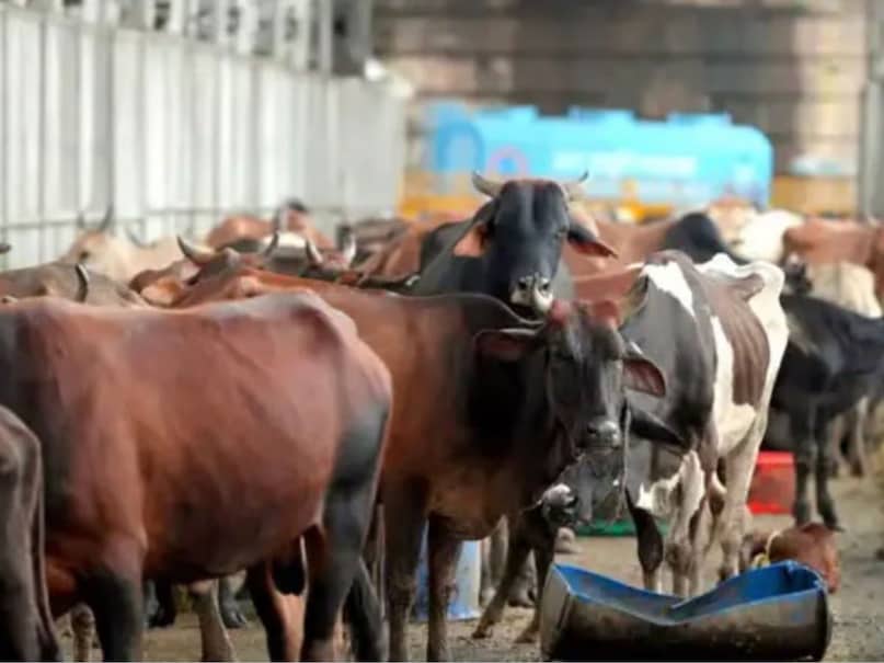 Karnataka Cow Dung, cow dung export, गोबर निर्यात, cow dung products, गोबर उत्पाद, organic fertilizer export, जैविक खाद निर्यात, biogas from cow dung, गोबर से बायोगैस Karnataka Cow Dung, cow dung export, गोबर निर्यात, cow dung products, गोबर उत्पाद, organic fertilizer export, जैविक खाद निर्यात, biogas from cow dung, गोबर से बायोगैस