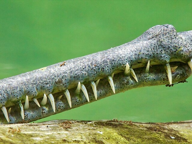 क्या आप इस जानवर का मुंह देखकर इसका नाम बता सकते हैं? तेज़ आँखों के साथ-साथ तेज़ दिमाग़ भी ज़रूरी है!