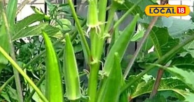 एक खेत में 5 फसलें उगाकर 5 गुना कमाई, खेती का यह आइडिया बदल देगा जिंदगी!