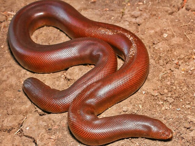 बिहार के उस 'खास' सांप की विदेशों में है जबरदस्त डिमांड, 25 करोड़ रुपये तक देने को तैयार!