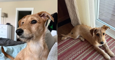 महिला ने करवाया कुत्ते का डीएनए टेस्ट.  (फोटो: Reddit)