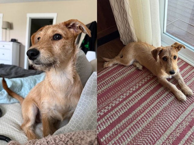 The dog got its DNA test done, when the results came, the woman was shocked!