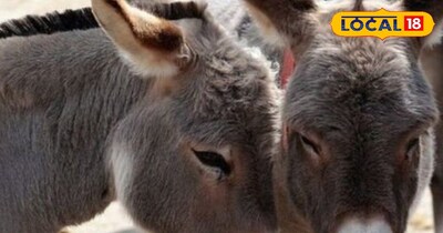 Donkey Milk Sells for ₹7000/Liter: How This Animal is Changing Village Fortunes
