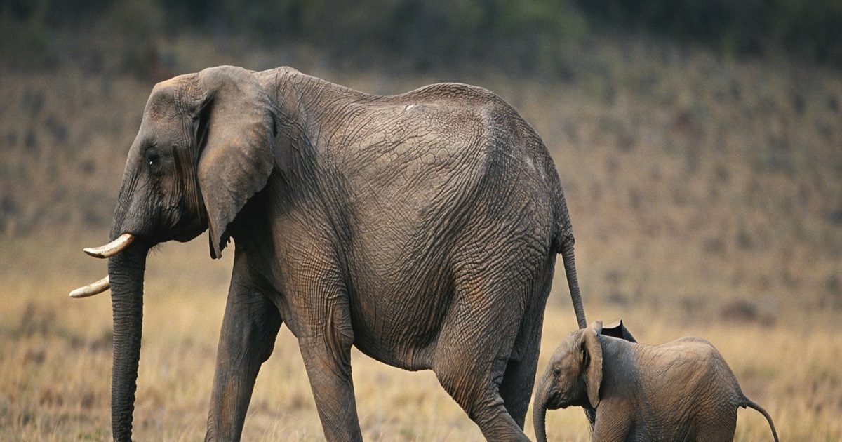 jungle news, shocking news, shocking facts, elephant gestation period