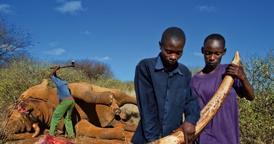 कई तरह के सामान बनाने में इस्तेमाल होते हैं हाथी के टस्क (इमेज- सोशल मीडिया)