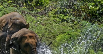 उदंती सीतानदी टाइगर रिजर्व, गरियाबंद-धमतरी का रोमांचित करने वाला इृश्य. पानी में अठखेलियां करते जंगली हाथी ट्रैप कैमरे में कैद हुए. ऐसे मनमोहक दृश्य, मजबूत पारिस्थितिकी तंत्र और समृद्ध वन्यजीवन का प्रमाण यहां देखने को मिला है. यहां वन अमला लगातार निगरानी में जुटा रहता है और पर्यटक सुरक्षित दूरी से वन्य जीवों को निहार सकते हैं.