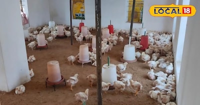 बढ़ रही है गर्मी विशेष ध्यान दे मुर्गी पालक