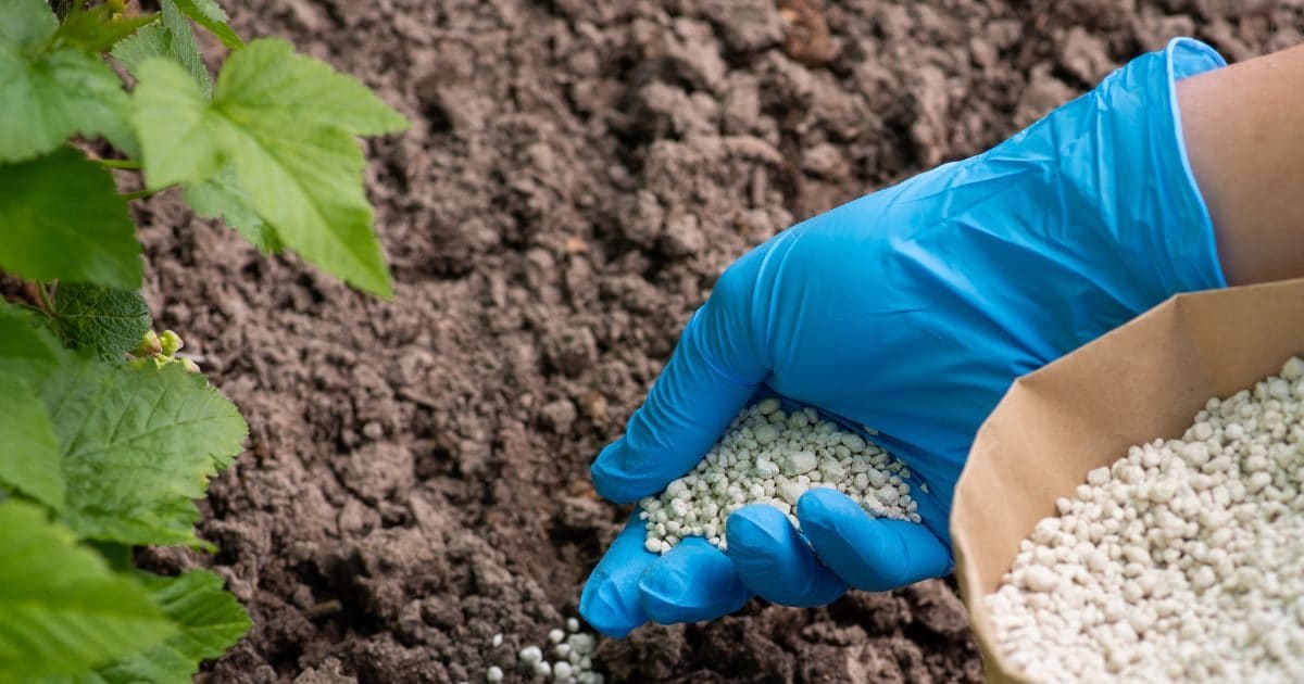 किसानों के लिए खुशखबरी! देश में ही बनेंगे जमीन को उपजाऊ बनाने वाले उर्वरक, आयात पर कम होगी निर्भरता