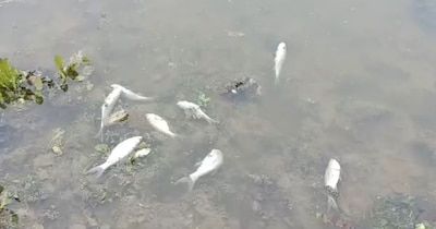 गंदे पानी से मछलियां मरी.