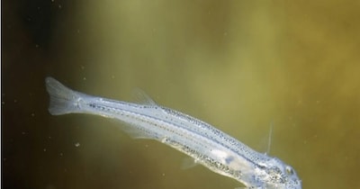 प्राइवेट पार्ट के जरिये बॉडी में घुसने वाली मछली (इमेज- फाइल फोटो)