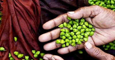 हरा चना: अपच, कब्ज से राहत और कई जबरदस्त फायदे, पाचन तंत्र का सबसे अच्छा दोस्त.