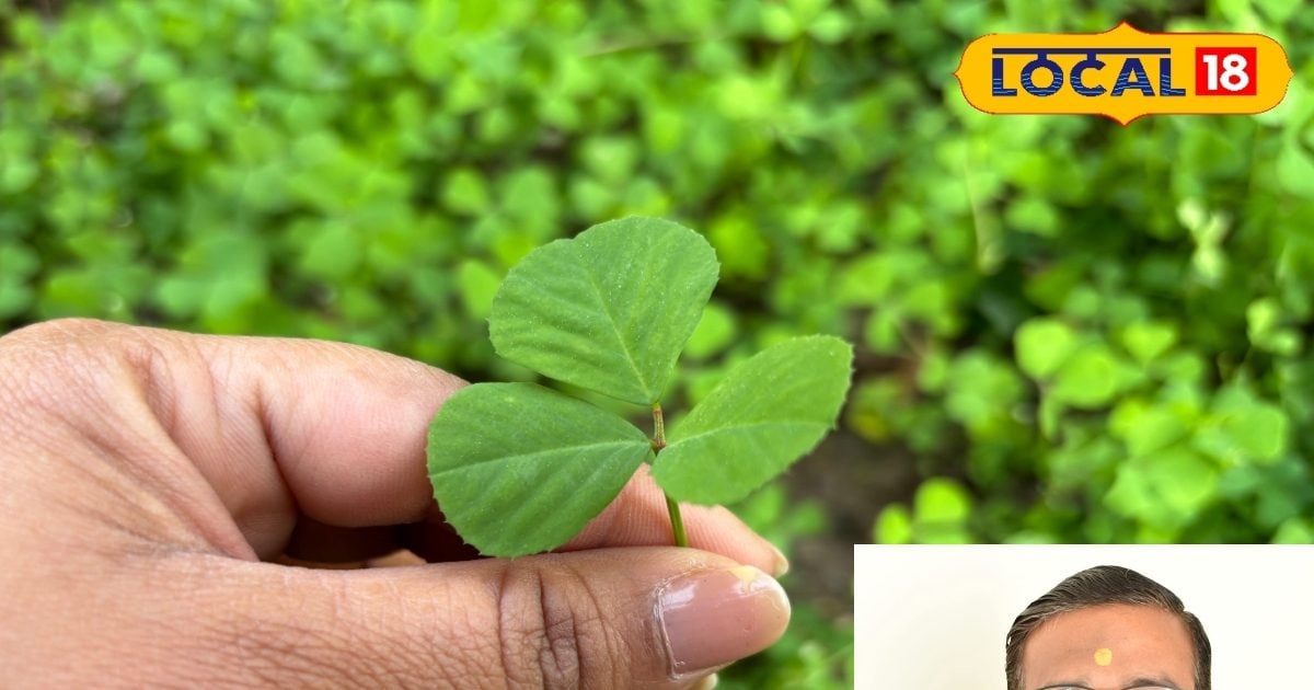 इस पौधे की पत्तियां हैं दवाओं का खजाना! विटामिन और इम्यूनिटी से भरपूर, संक्रमण से करता बचाव