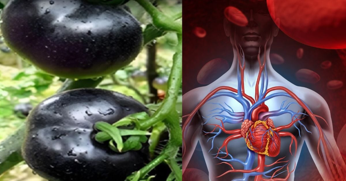 न्यूट्रिएंट्स से भरपूर काला टमाटर, हार्ट से लेकर आंखों तक के लिए फायदेमंद