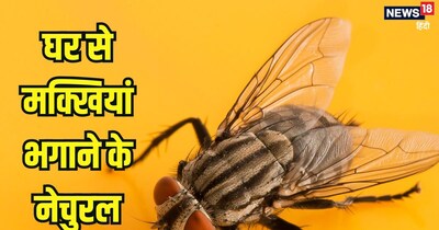 घर से मक्खियां भगाने के नेचुरल उपाय.