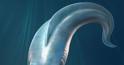 चार आंखों वाली मछली है हमारी पूर्वज (इमेज- फाइल फोटो) 