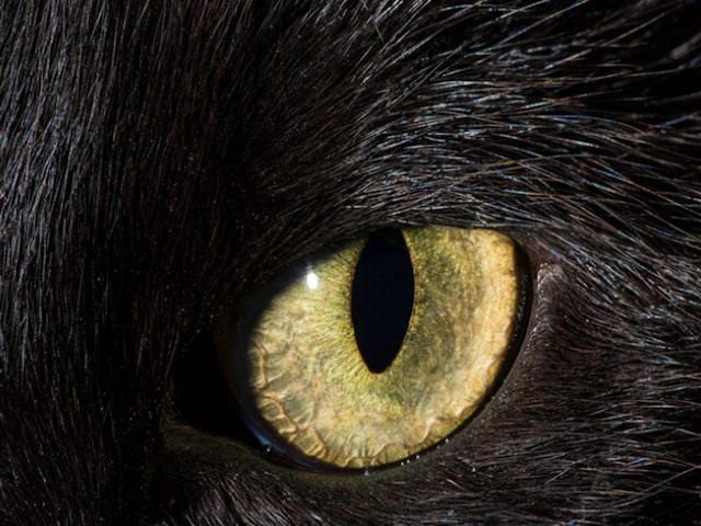 After all, which animal has this eye? Looks like people's aunt, no one will be able to give the right answer